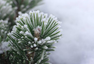 Dwarf Dağı dallarında Pinus mugo çam. manzara modunda kullanmak tasarımı ve tasarım
