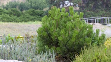 Dwarf Dağı dallarında Pinus mugo çam. manzara modunda kullanmak tasarımı ve tasarım