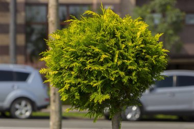 Küresel rendelenmiş Mazı (bitki) bir peyzaj tasarımında uygulanması
