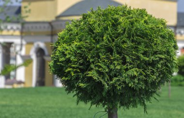 Küresel rendelenmiş Mazı (bitki) bir peyzaj tasarımında uygulanması