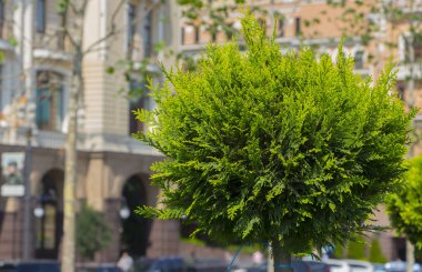 Küresel rendelenmiş Mazı (bitki) bir peyzaj tasarımında uygulanması