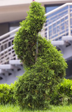 Yemyeşil çim, çim üzerinde yeşil Mazı nın yaşadığı bir spiral şeklinde