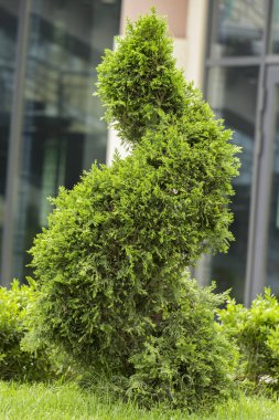 Yemyeşil çim, çim üzerinde yeşil Mazı nın yaşadığı bir spiral şeklinde