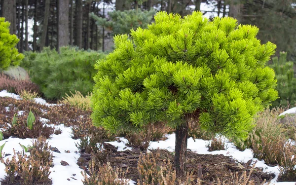 Oddziałów góry karłowate sosny Pinus mugo. Użyj w krajobraz projektowania i projektowania — Zdjęcie stockowe