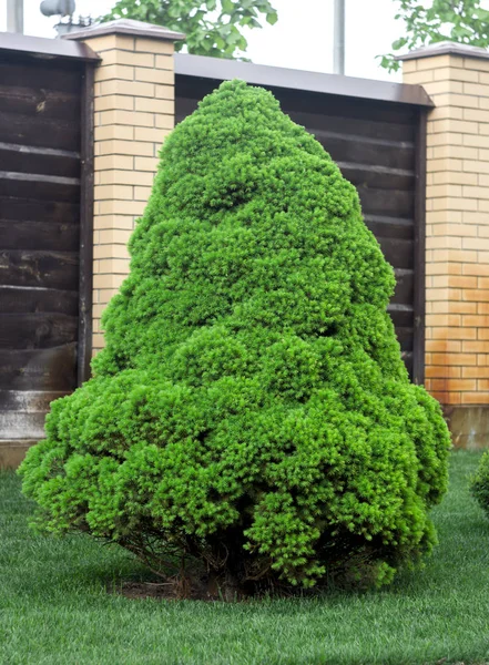 Nagy zöld egészséges kanadai karácsonyfa közeli képe — Stock Fotó