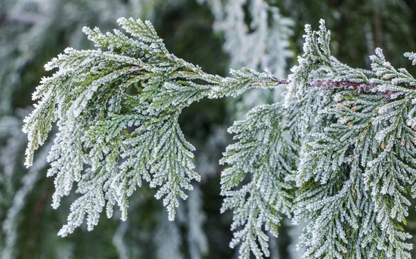 ヌマヒノキ - Thuja ミカンキイロアザミウマ間近、浅い深さ — ストック写真