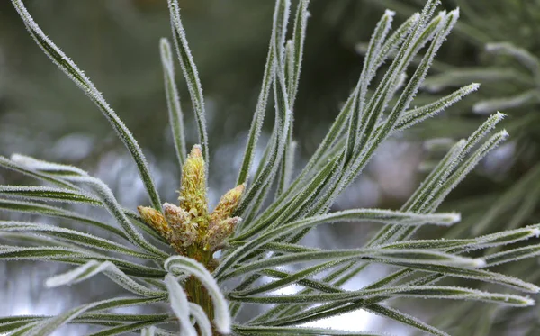 Oddziałów góry karłowate sosny Pinus mugo. Użyj w krajobraz projektowania i projektowania — Zdjęcie stockowe