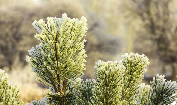 Oddziałów góry karłowate sosny Pinus mugo. Użyj w krajobraz projektowania i projektowania — Zdjęcie stockowe