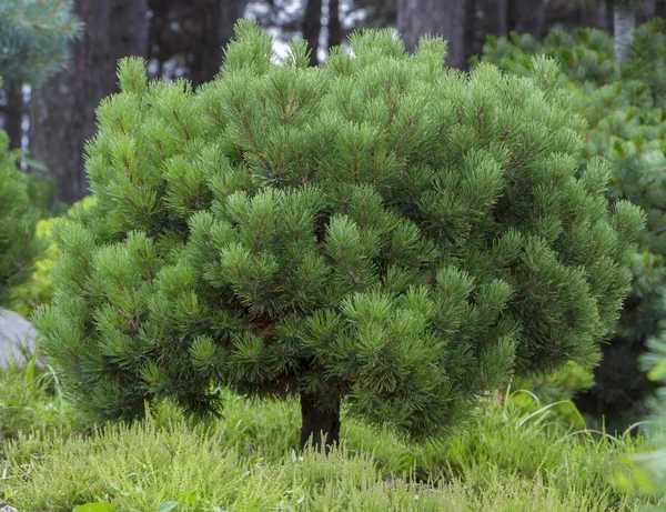 Branches of a dwarf mountain pine Pinus mugo . use in landscape design and design — Stock Photo, Image