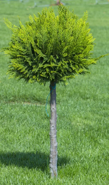 Anwendung von kugelförmig geschreddertem Thuja in einem Landschaftsdesign — Stockfoto