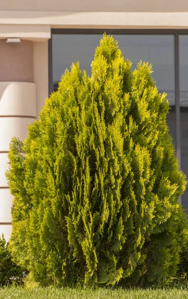 Thuja brabant thuja occidentalis thuja plicata arborvitae Ball in Großaufnahme. — Stockfoto