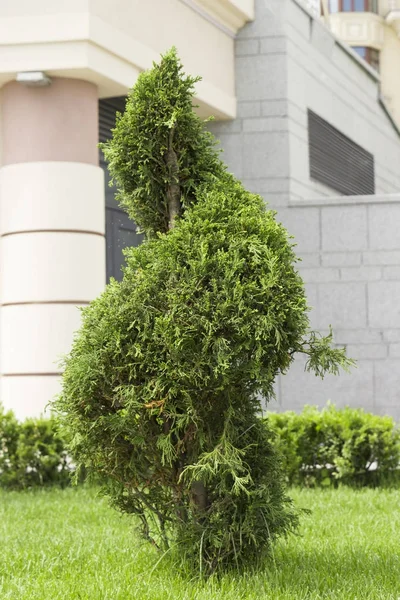 A gyepen a buja fű, zöld thuja nyírt egy spirál formában — Stock Fotó