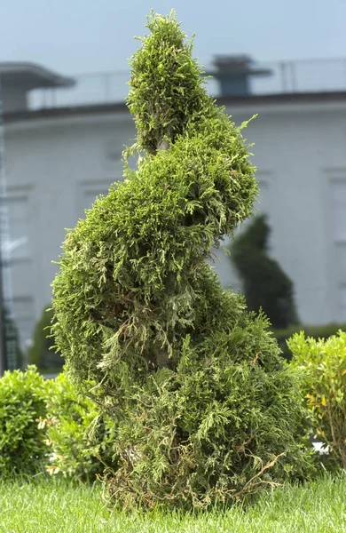 A gyepen a buja fű, zöld thuja nyírt egy spirál formában — Stock Fotó