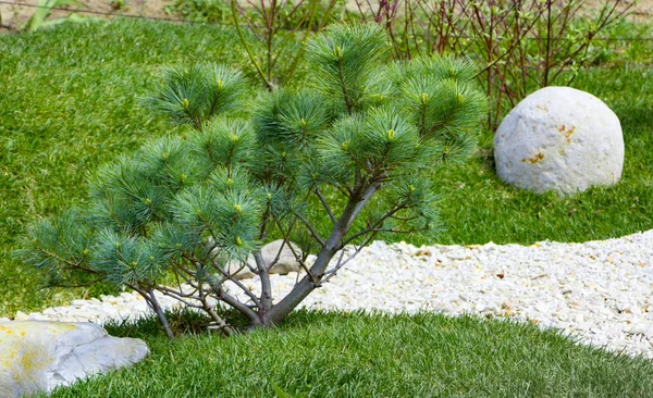 Ramas de un pino de montaña enano Pinus mugo. uso en el diseño y diseño del paisaje — Foto de Stock