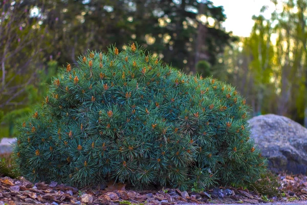 Branches of a dwarf mountain pine Pinus mugo . use in landscape design and design — Stock Photo, Image