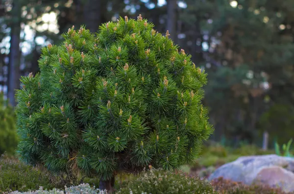 Oddziałów góry karłowate sosny Pinus mugo. Użyj w krajobraz projektowania i projektowania — Zdjęcie stockowe