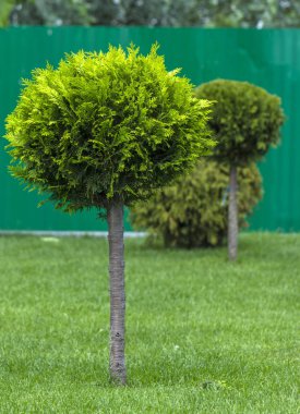 Küresel rendelenmiş Mazı (bitki) bir peyzaj tasarımında uygulanması