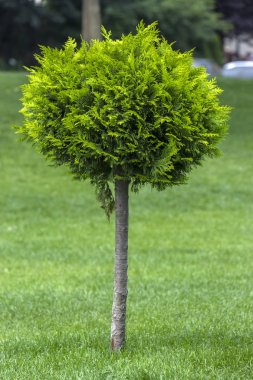 Küresel rendelenmiş Mazı (bitki) bir peyzaj tasarımında uygulanması