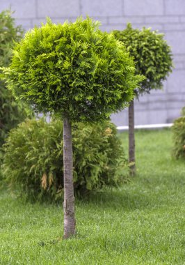 Küresel rendelenmiş Mazı (bitki) bir peyzaj tasarımında uygulanması