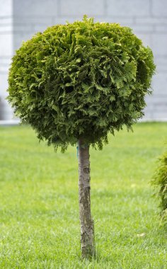 Küresel rendelenmiş Mazı (bitki) bir peyzaj tasarımında uygulanması