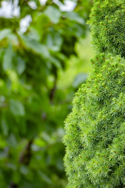 Large green healthy Canadian Christmas Tree close-up — Stock Photo, Image