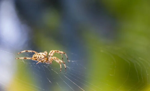 Web ガーデン益虫のクモをクロスします。 — ストック写真