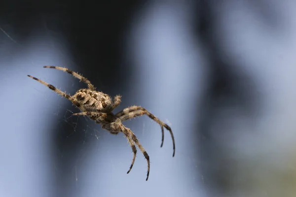 Křižák ve webové zahradě užitečný hmyz — Stock fotografie