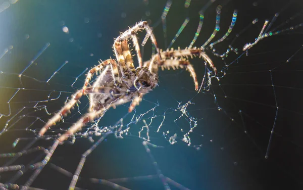 Kereszt Spider web kert hasznos rovar — Stock Fotó