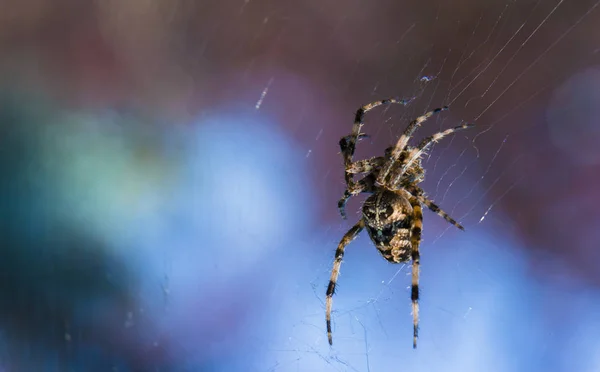 Kereszt Spider web kert hasznos rovar — Stock Fotó