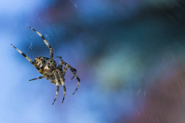Örümcek web Bahçe yararlı böcek çapraz — Stok fotoğraf