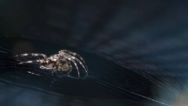 Krzyż Spider web ogród pożytecznych owadów — Zdjęcie stockowe