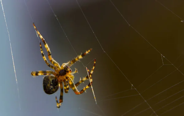 Cruz de araña en la web Jardín insecto útil —  Fotos de Stock