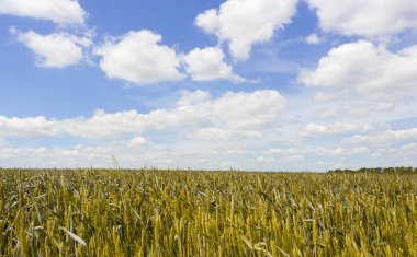 arka plan, sarı güzel altın buğday alan kulaklara fon