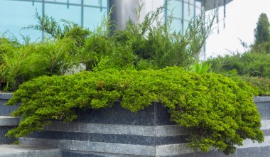 Tarõmõn sürünen ardıç Juniperus Agnieszka horizontalis kayalık Bahçe