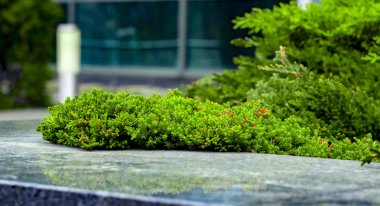 Tarõmõn sürünen ardıç Juniperus Agnieszka horizontalis kayalık Bahçe