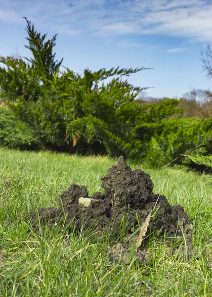 Maulwurfshügel auf dem Rasen. Der Maulwurf zerstört den Rasen — Stockfoto