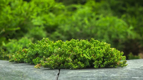 Cultivar ginepro strisciante Juniperus Agnieszka horizontalis nel giardino roccioso — Foto Stock