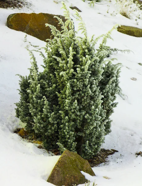 Cultivar rastejando zimbro Juniperus Agnieszka horizontalis no jardim rochoso — Fotografia de Stock