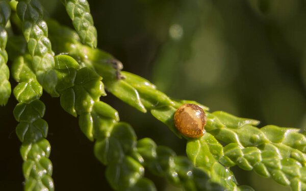 Diaspididae Пешт это насекомое на листьях туи вблизи
