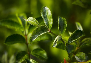 Külleme küf atışlarındaki gül, makro yakın çekim