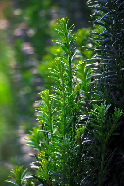 Tees, an evergreen plant, its berries have healing properties, are used in meadicine — Stock Photo, Image