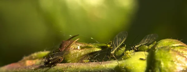 Petit puceron sur une feuille verte en plein air — Photo