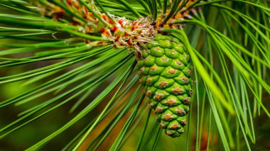bir yaprak dökmeyen ağaç dalları asılı pinecones