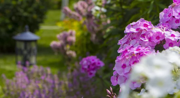 Παρτέρι με λουλούδια Phlox — Φωτογραφία Αρχείου