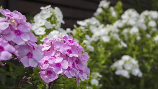Cama de flores con flores Phlox — Foto de Stock