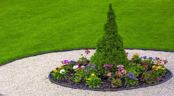 Large green healthy Canadian Christmas Tree close-up — Stock Photo, Image