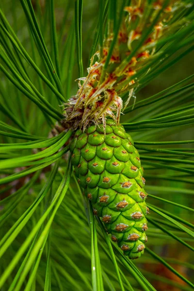 상록 나무의 가지에서에 매달려 pinecones — 스톡 사진