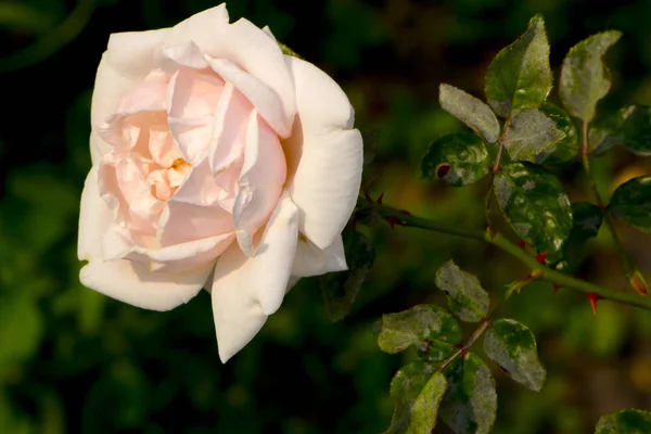 Порошковая роса на розах, макро крупный план — стоковое фото