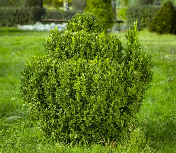 Boxwood cu frunze verzi proaspete tufiș în grădină — Fotografie, imagine de stoc