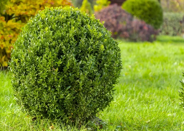 Boxwood with fresh green leafs bush in the garden — Stock Photo, Image
